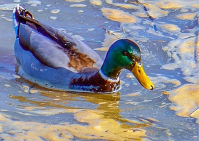 Duck on sewage water